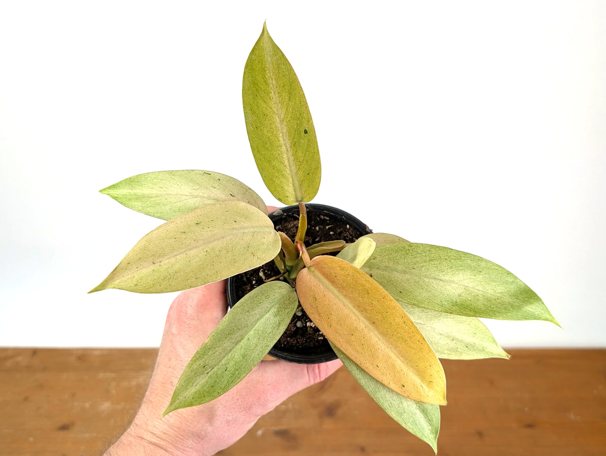 Philodendron Whipple Way Variegated