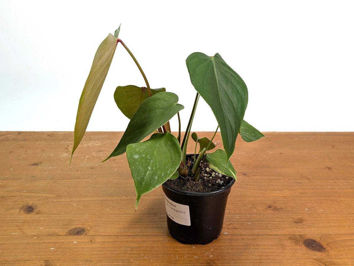 Philodendron Lynamii - Exact Plant #16A