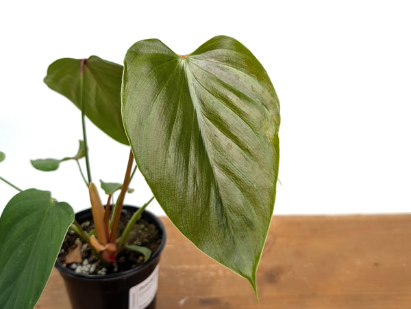 Philodendron Lynamii - Exact Plant #16A