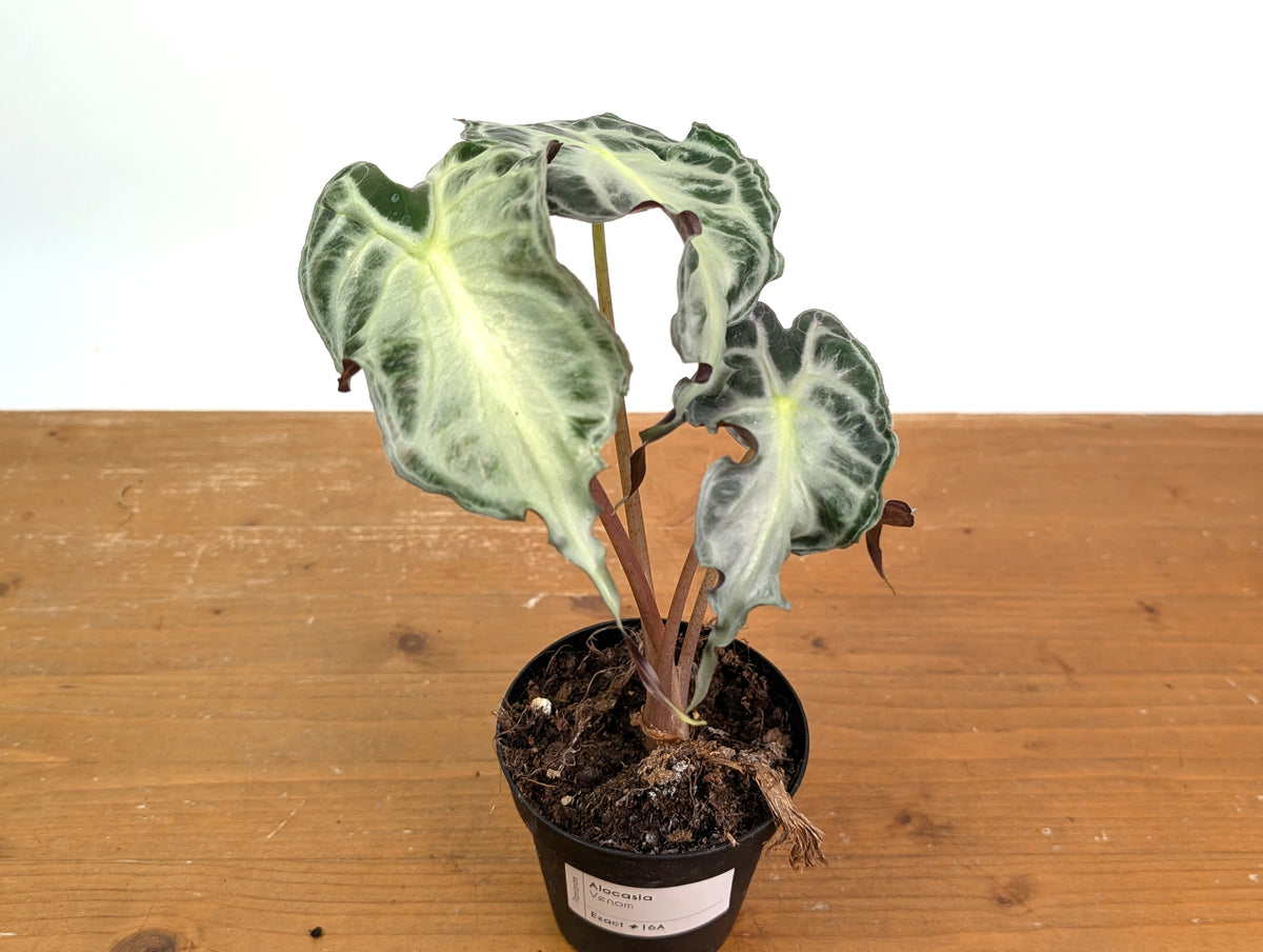 Alocasia Venom