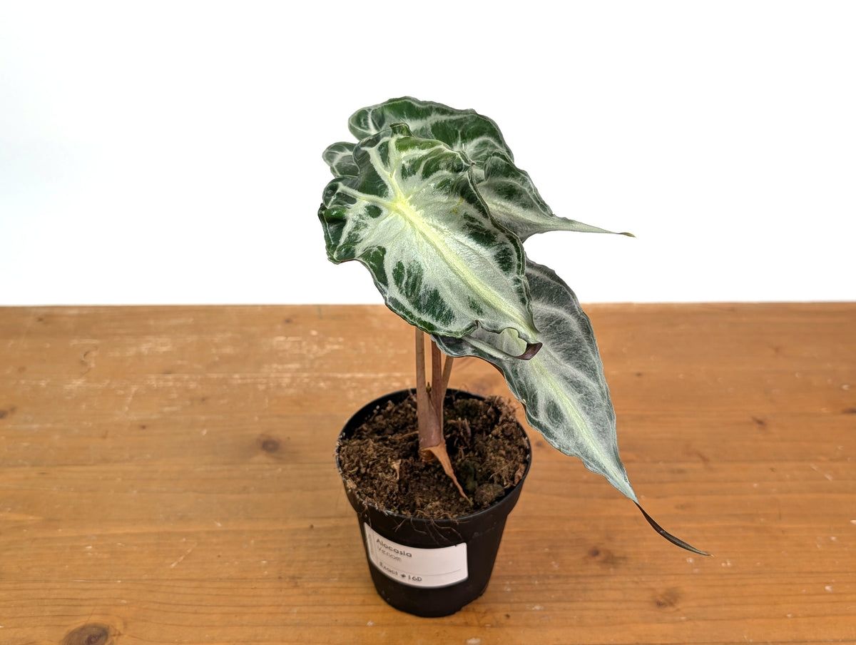 Alocasia Venom