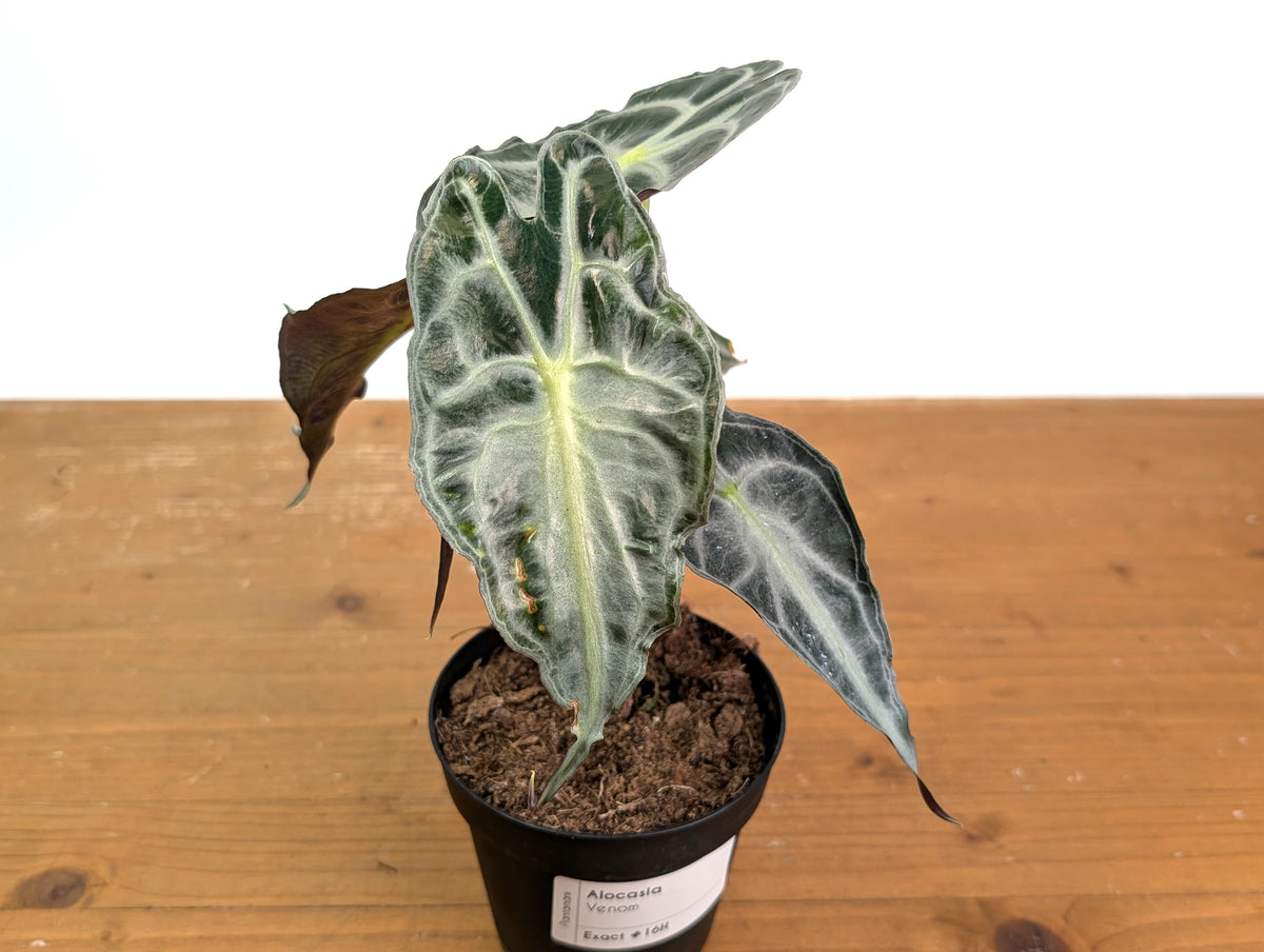 Alocasia Venom