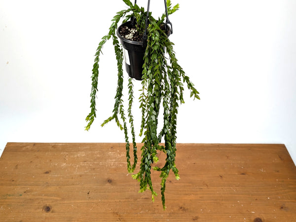 Huperzia Nummifolia Mutation