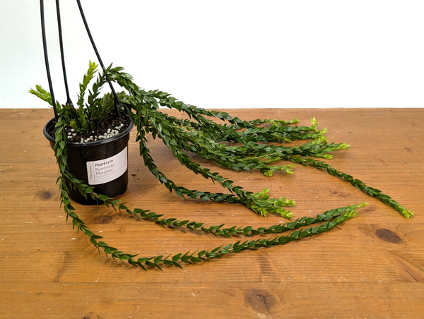 Huperzia Nummifolia Mutation