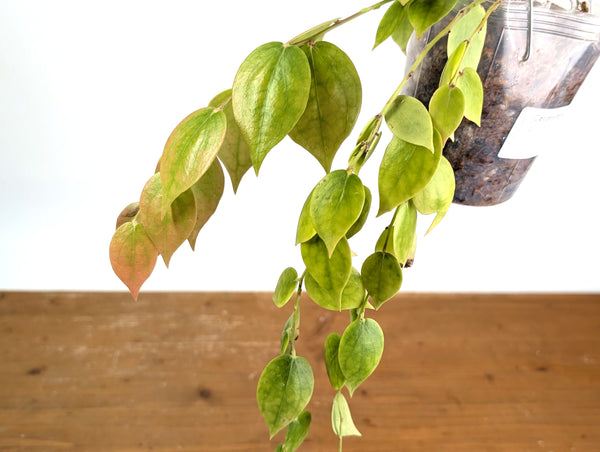 Ceratostema Gualaquizensis