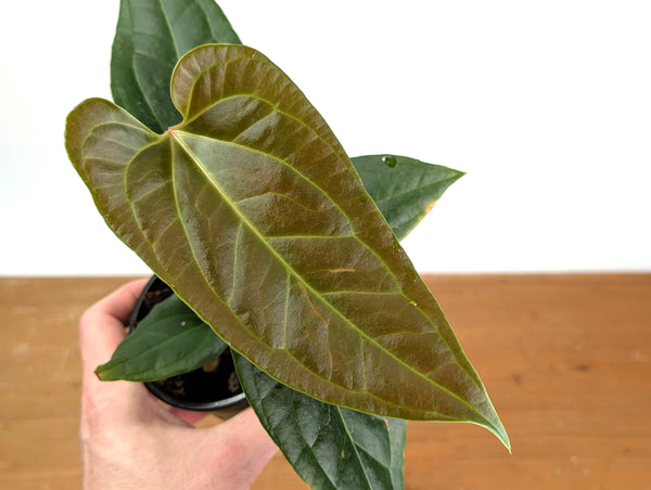 Anthurium Insigne 'San Antonio' x Besseae