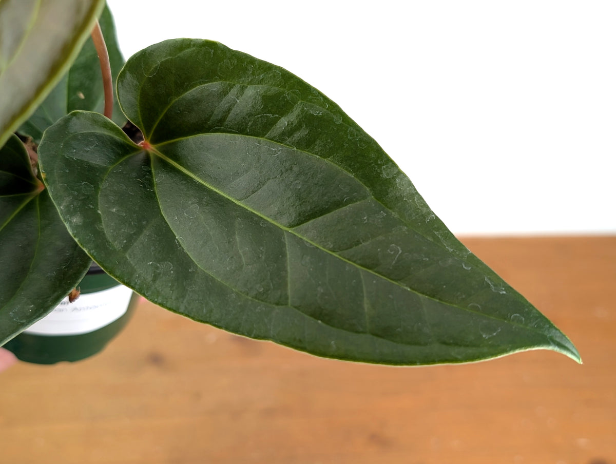 Anthurium Insigne 'San Antonio' x Besseae