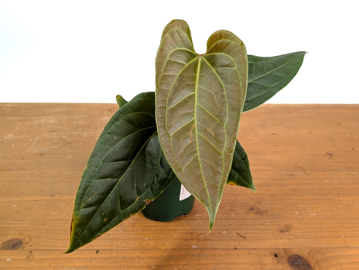 Anthurium Insigne 'San Antonio' x Besseae