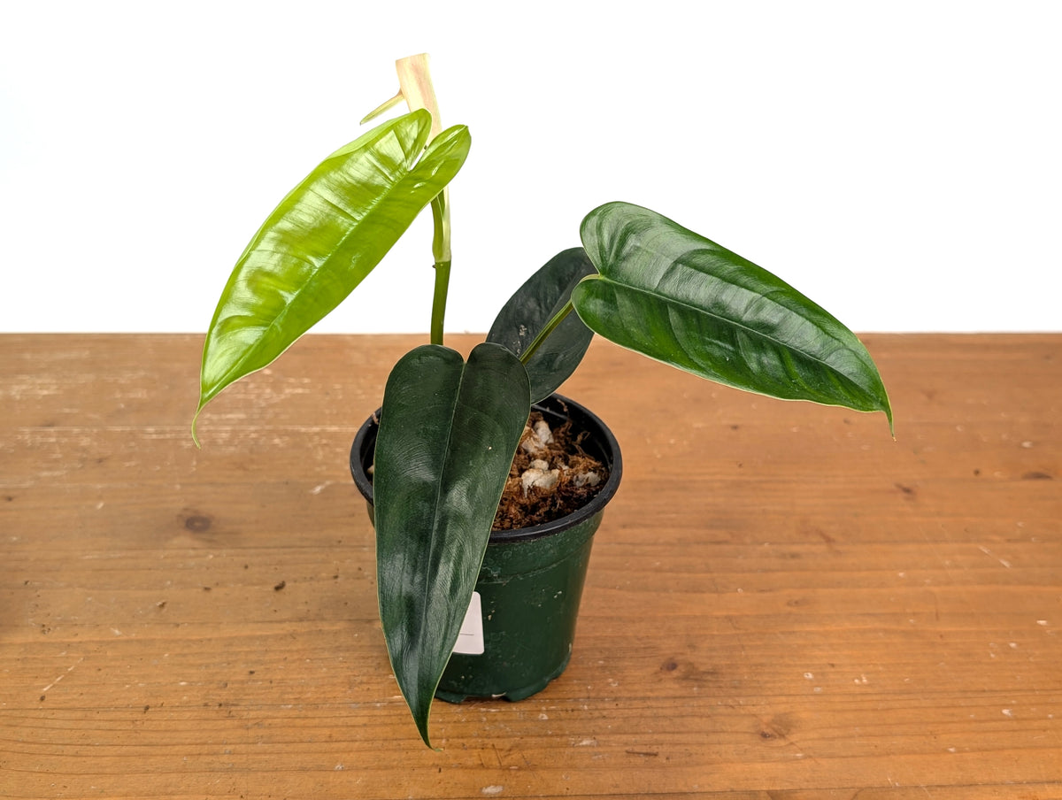 Philodendron sp. 'Felix'