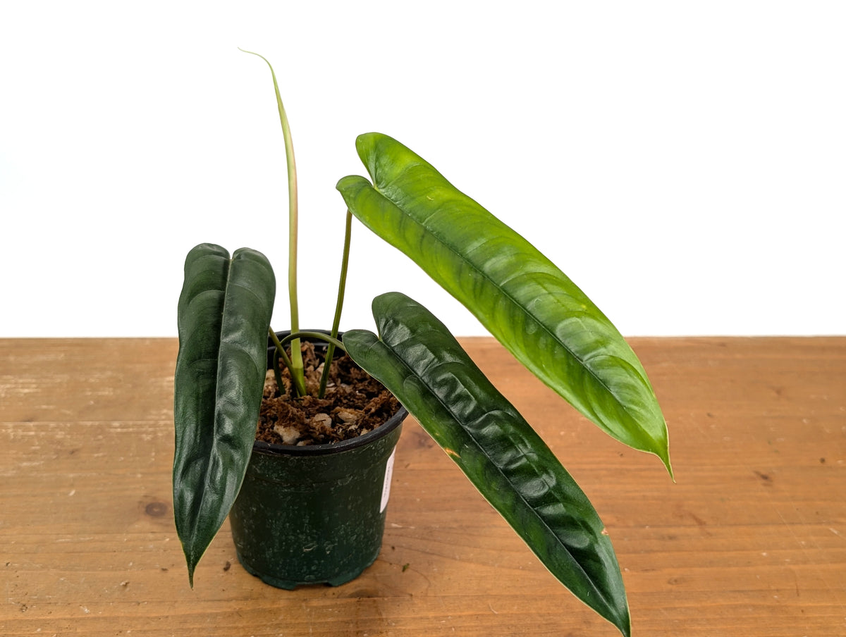 Philodendron sp. 'Felix'