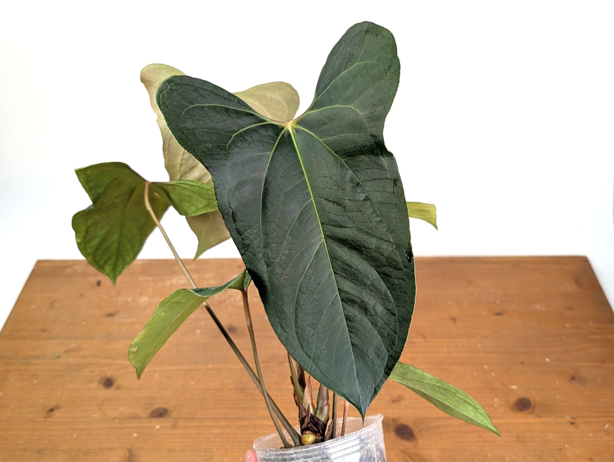 Anthurium Besseae × Pinkleyi 'Jungle Dreams'