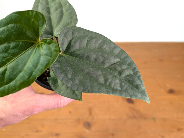 Anthurium Magnificent Silver x Luxurians