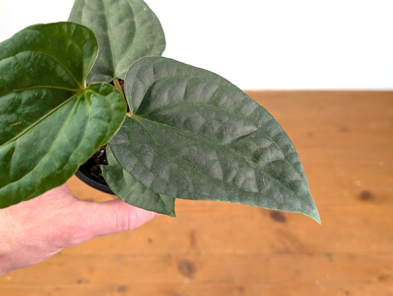 Anthurium Magnificent Silver x Luxurians