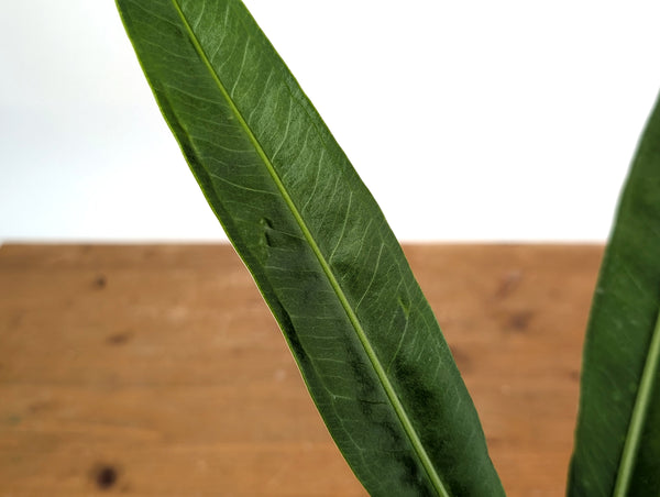 Anthurium Coriaceum 'San Juan'