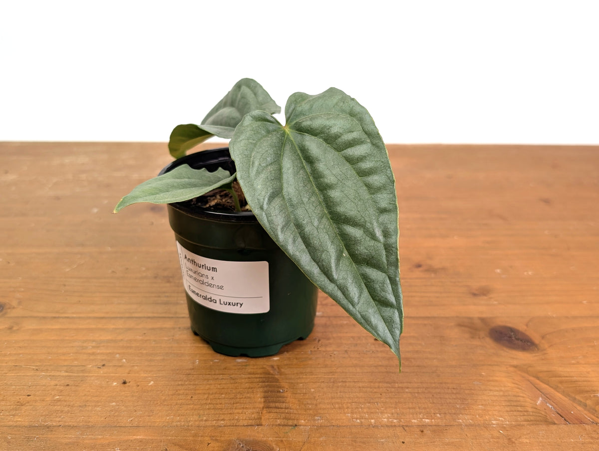 Anthurium Esmeralda Luxury (Luxurians x Esmeraldense)