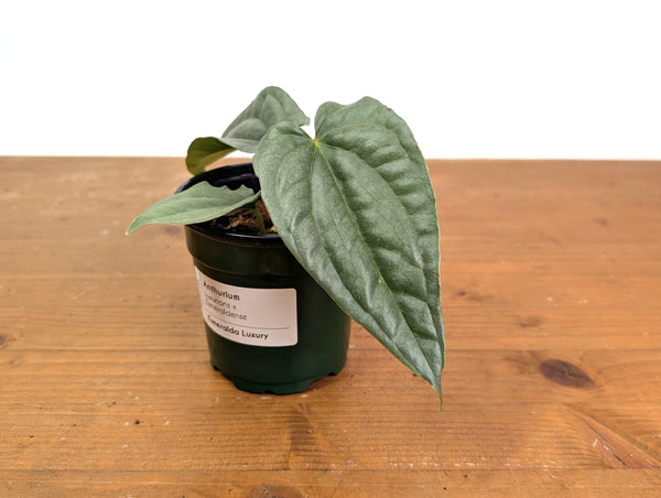 Anthurium Esmeralda Luxury (Luxurians x Esmeraldense)