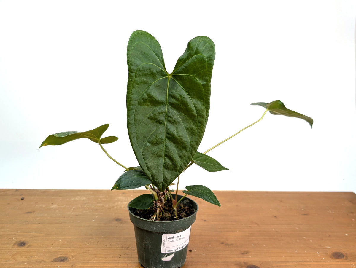 Anthurium Amazon Rabbit (Forgetii x Pinkleyi)