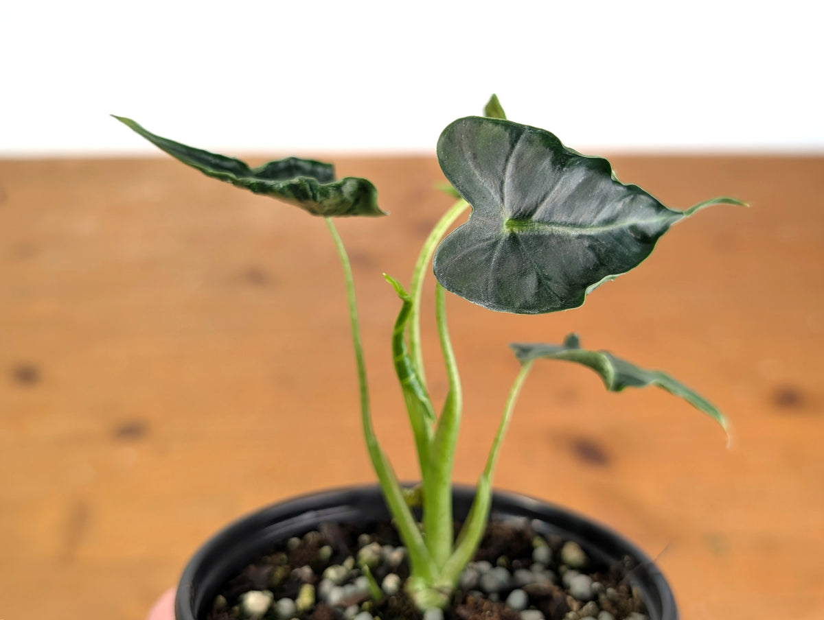 Alocasia Frydek 'Tattoo'