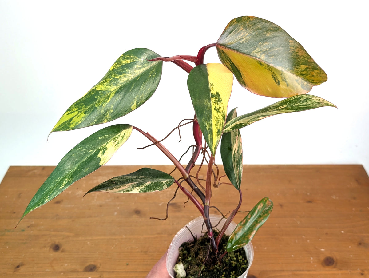 Philodendron erubescens 'Strawberry Shake'