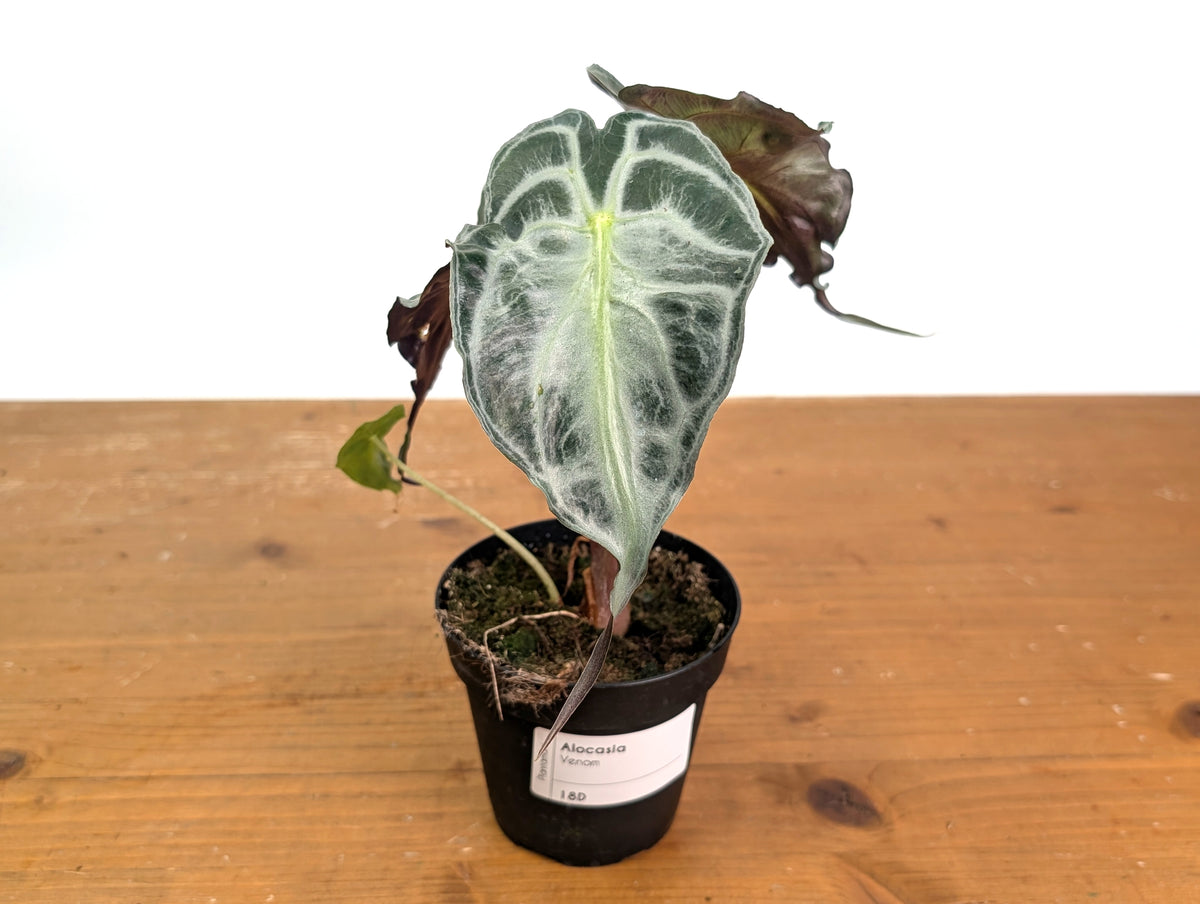 Alocasia Venom