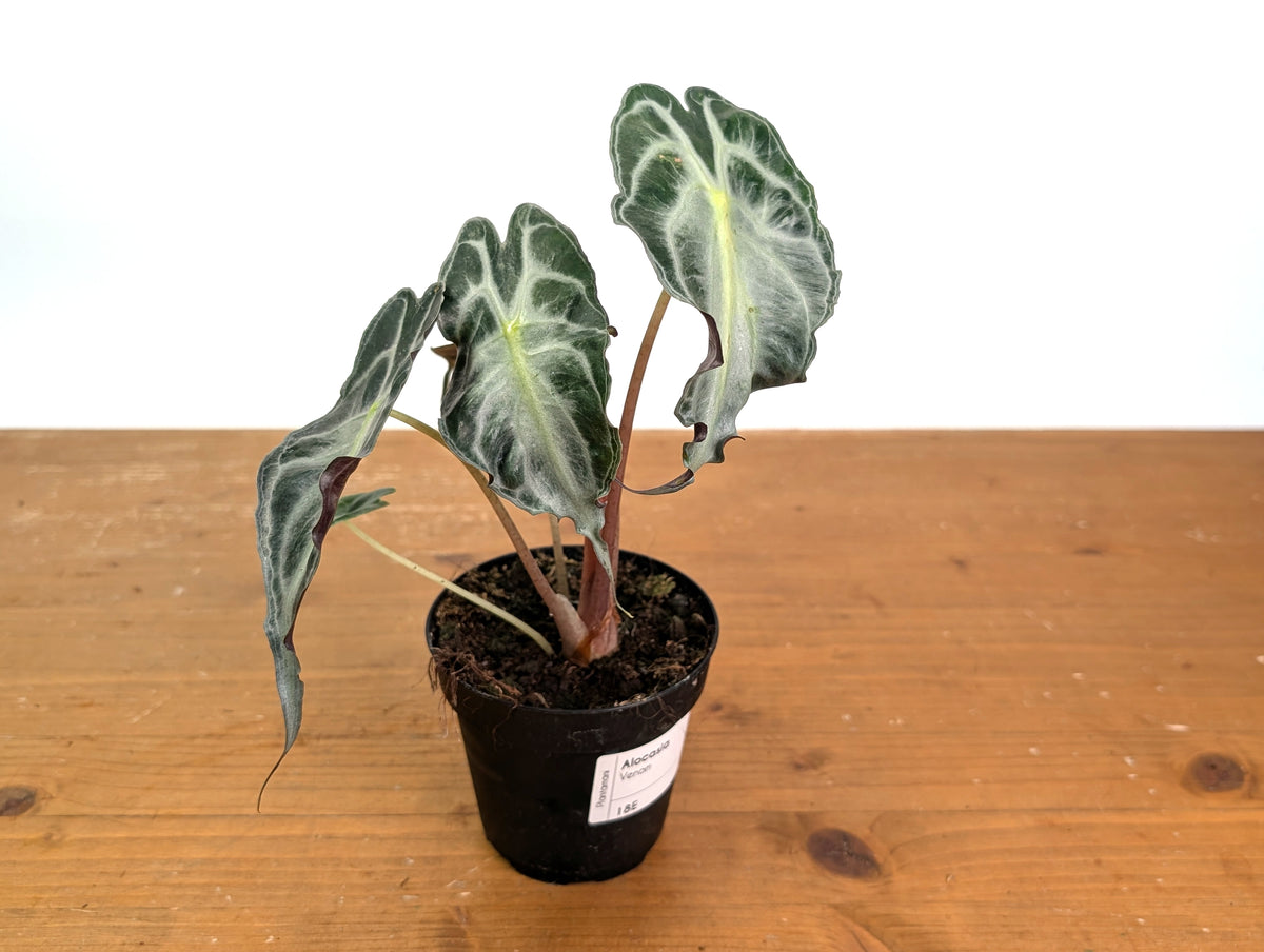 Alocasia Venom
