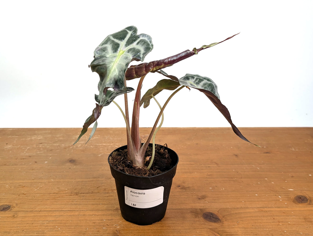 Alocasia Venom