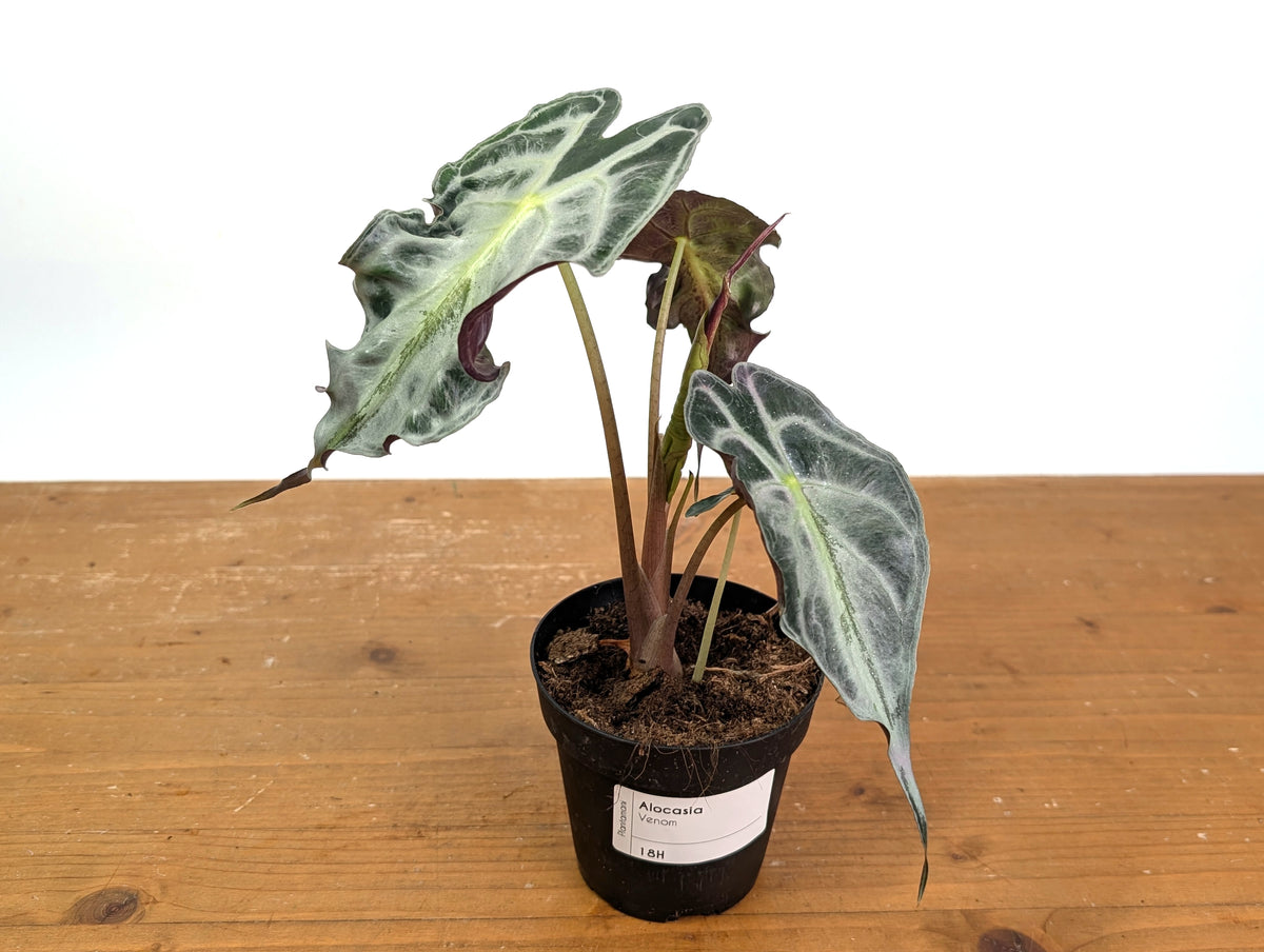 Alocasia Venom