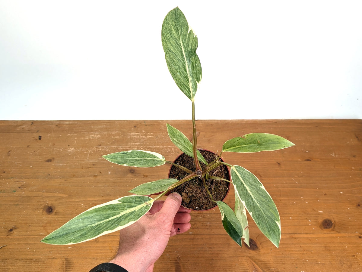 Philodendron erubescens 'Shady Lady'