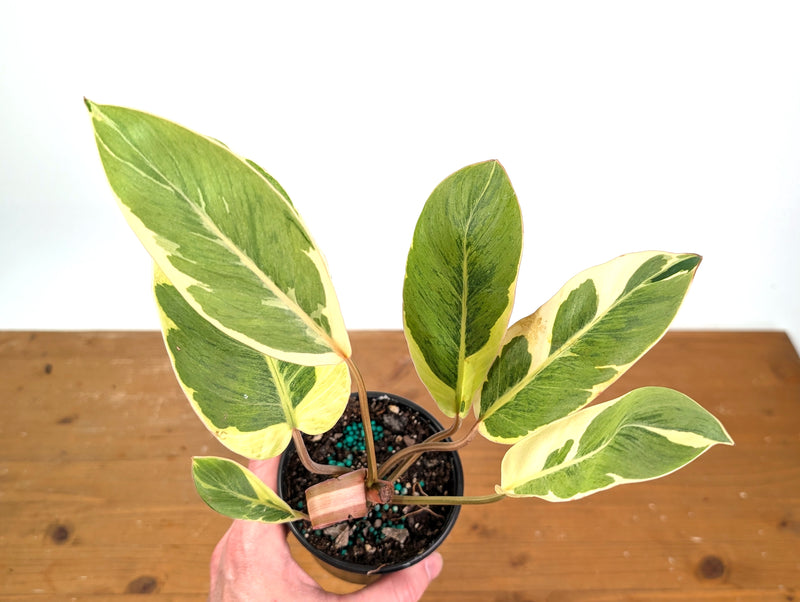Philodendron Shady Lady - Exact Plant #18B