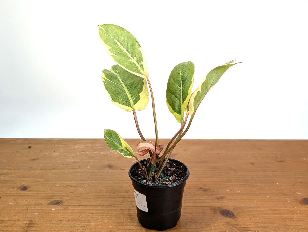 Philodendron erubescens 'Shady Lady'