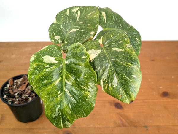 Monstera Thai Constellation - Tricolor Mutant - Exact Plant #18A