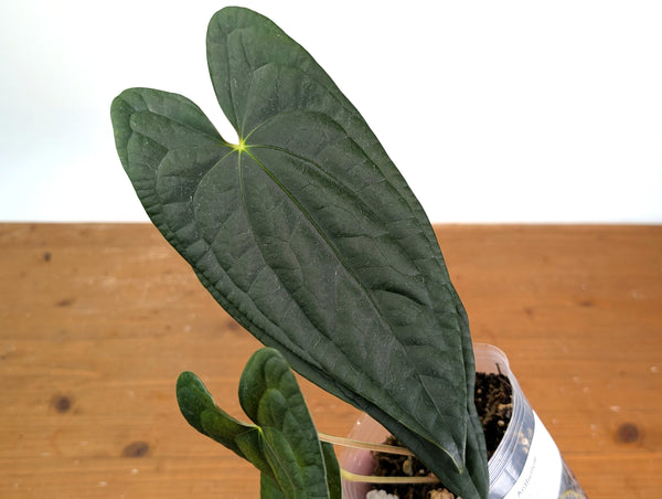 Anthurium Papillilaminum x Luxurians