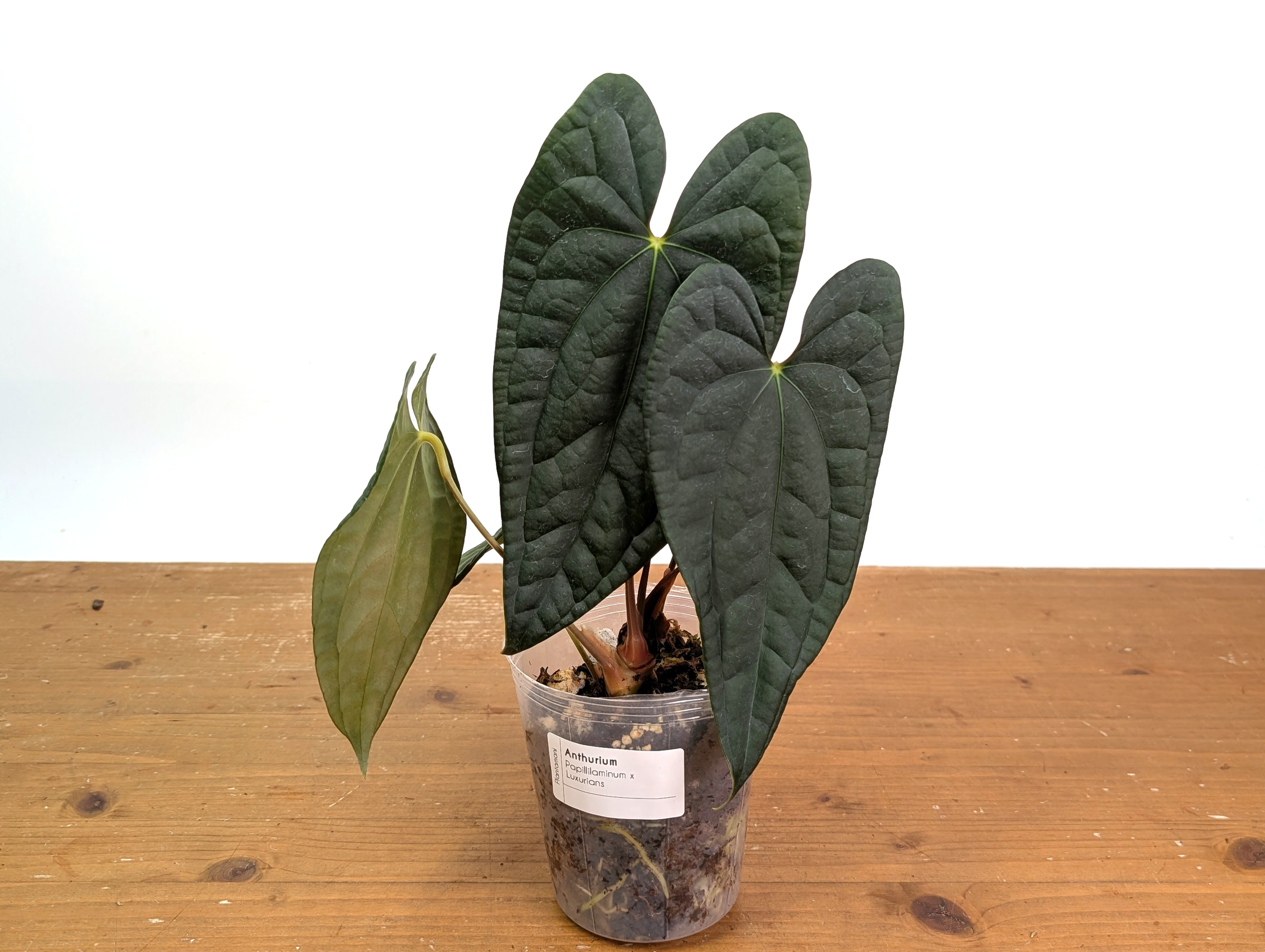 Anthurium Papillilaminum x Luxurians – Plantamani Plants