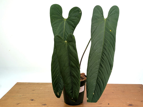 Anthurium Panamense - Exact Plant