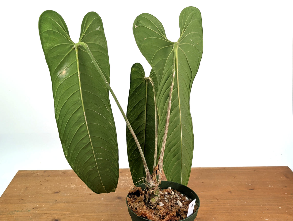 Anthurium Panamense - Exact Plant