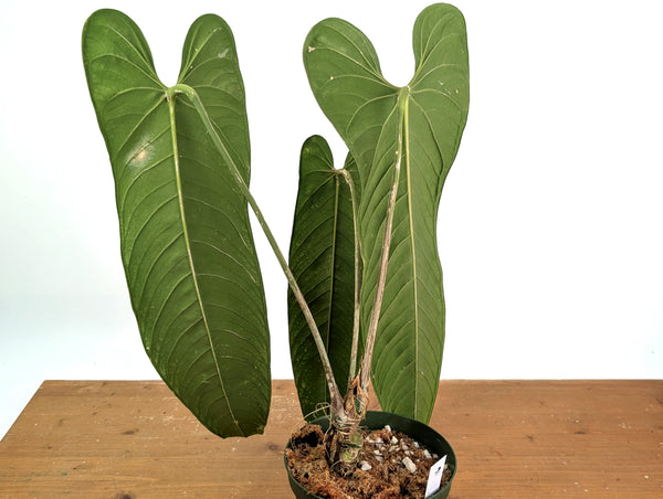 Anthurium Panamense - Exact Plant