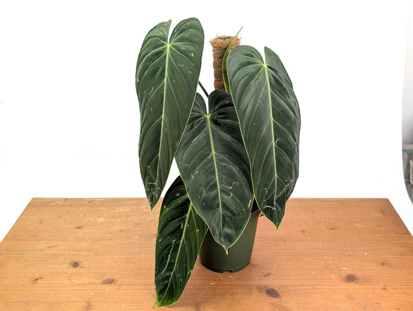 Philodendron Melanochrysum - Exact Mature Plant with Coco Pole