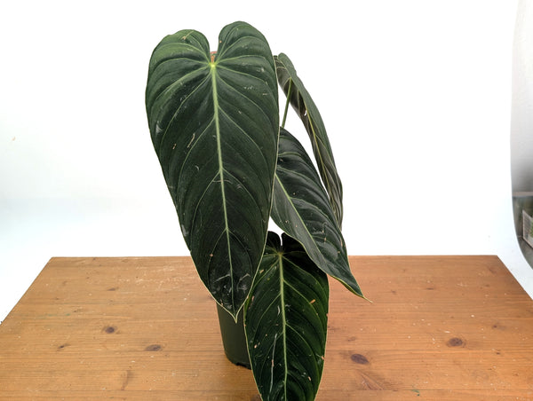 Philodendron Melanochrysum - Exact Mature Plant with Coco Pole