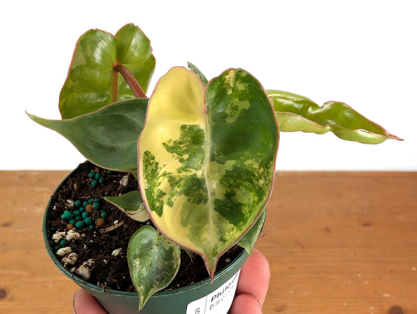 Philodendron Billietiae Variegated