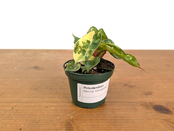 Philodendron Billietiae Variegated