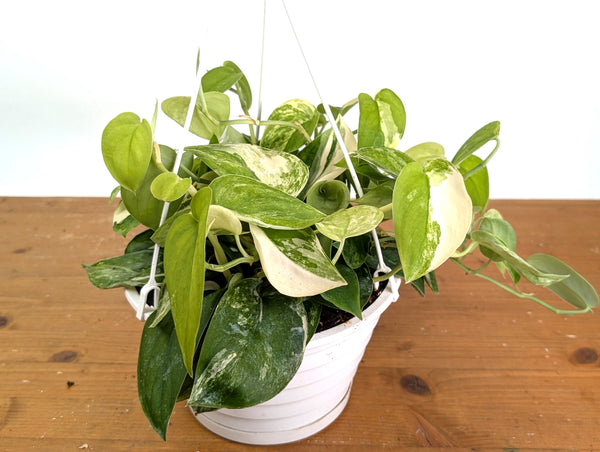 Scindapsus pictus Jade Satin Variegated