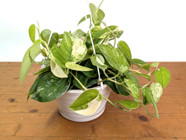 Scindapsus pictus Jade Satin Variegated