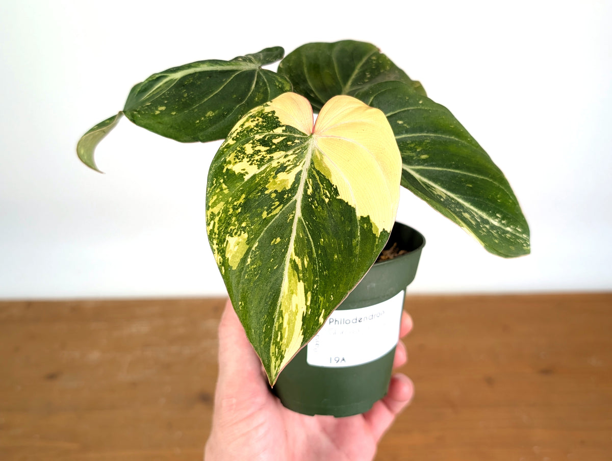 Variegated Philodendron Gloriosum
