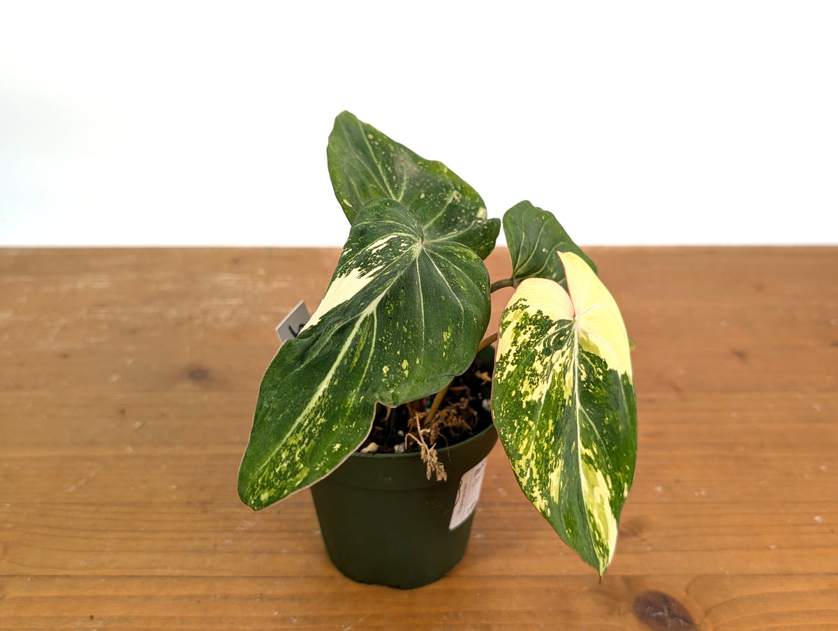Philodendron Gloriosum Variegated (Type 2) - EXACT Plant #19A