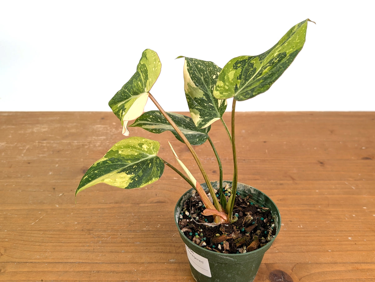 Philodendron Gloriosum Variegated (Type 2) - EXACT Plant #19B