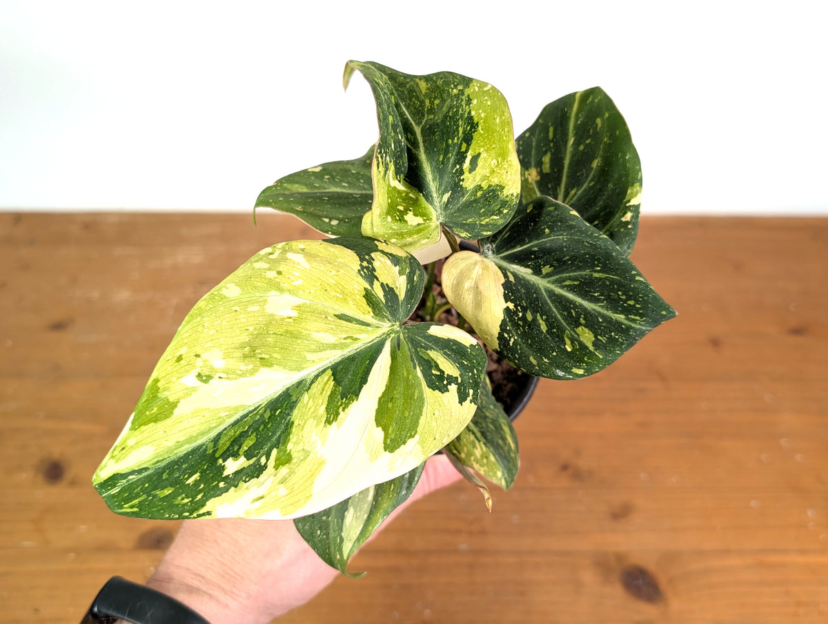Philodendron Gloriosum Variegated (Type 2) - EXACT Plant #19C