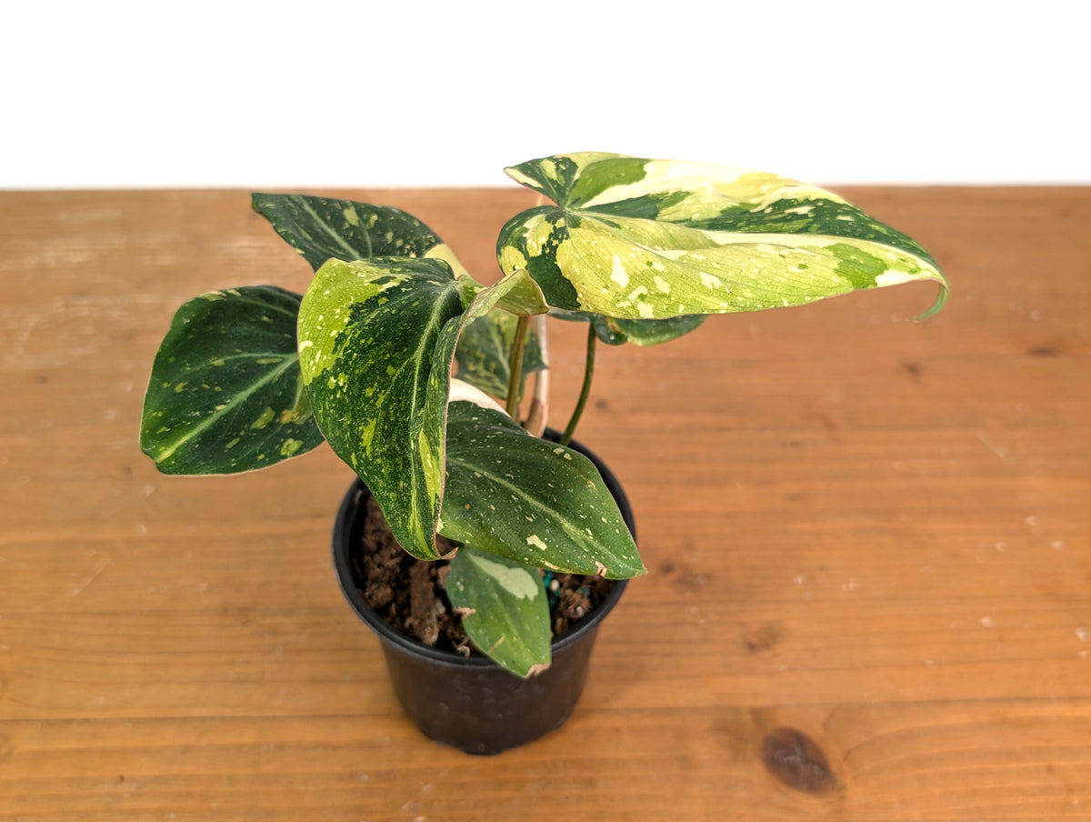 Philodendron Gloriosum Variegated (Type 2) - EXACT Plant #19C
