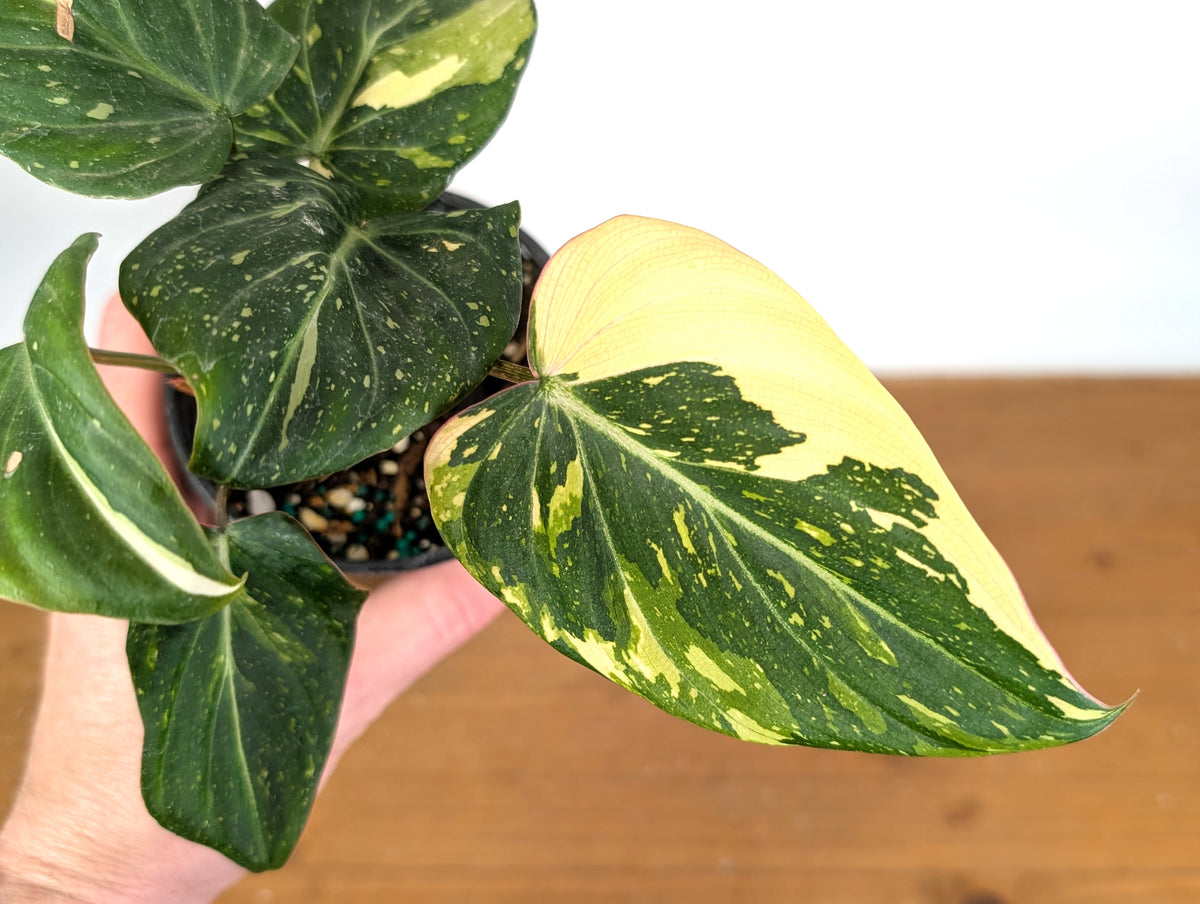 Philodendron Gloriosum Variegated (Type 2) - EXACT Plant #19D