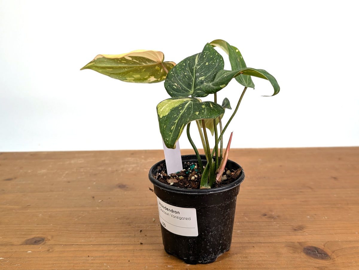Philodendron Gloriosum Variegated (Type 2) - EXACT Plant #19D