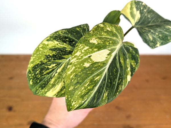 Variegated Philodendron Gloriosum